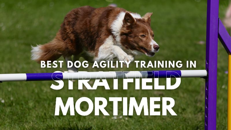 Best Dog Agility Training in Stratfield Mortimer