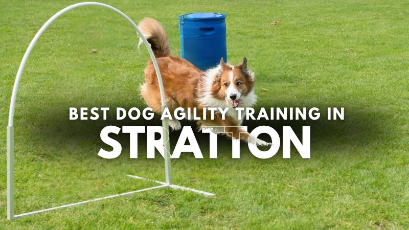 Best Dog Agility Training in Stratton