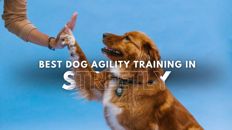 Best Dog Agility Training in Streetly