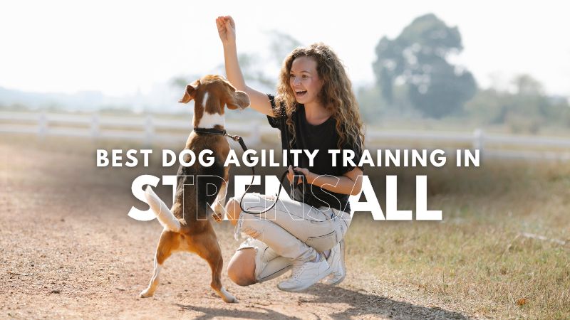 Best Dog Agility Training in Strensall