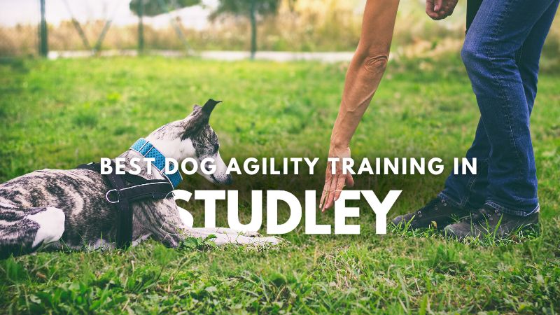 Best Dog Agility Training in Studley