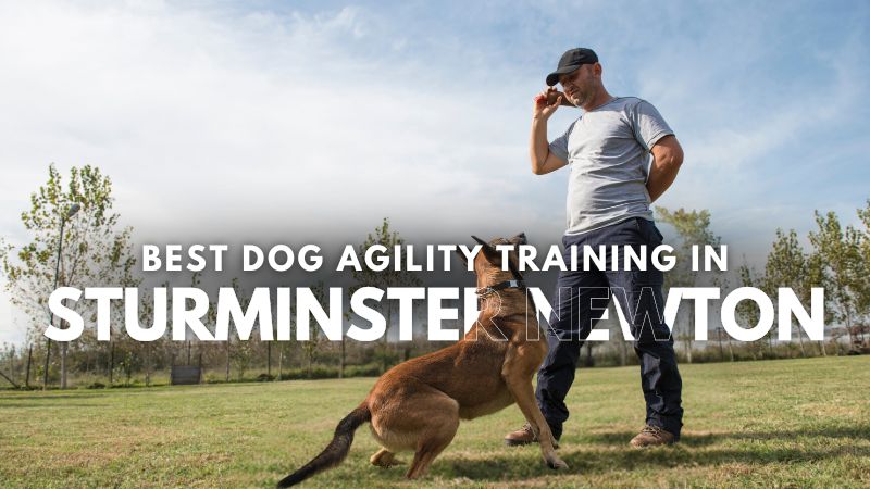 Best Dog Agility Training in Sturminster Newton