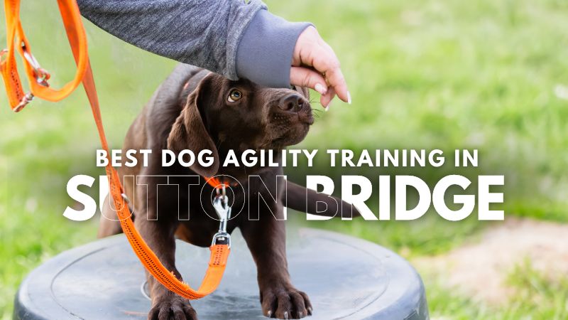 Best Dog Agility Training in Sutton Bridge