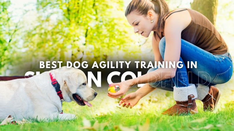 Best Dog Agility Training in Sutton Coldfield