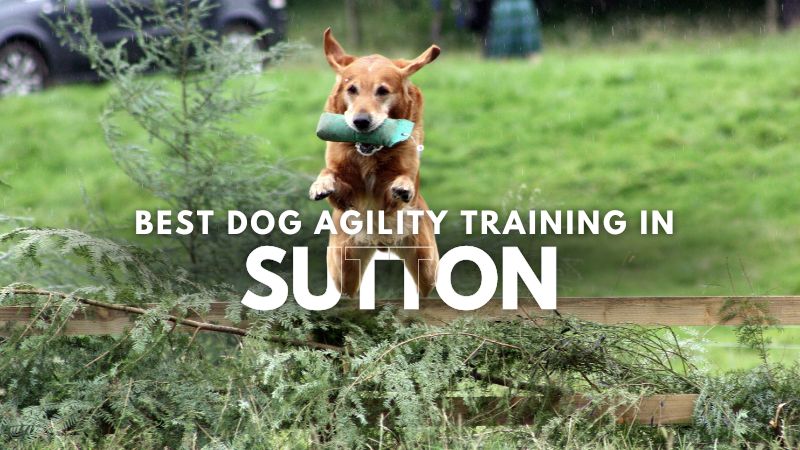 Best Dog Agility Training in Sutton