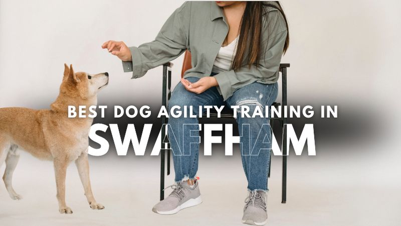 Best Dog Agility Training in Swaffham