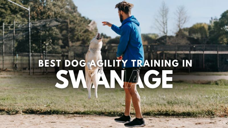 Best Dog Agility Training in Swanage