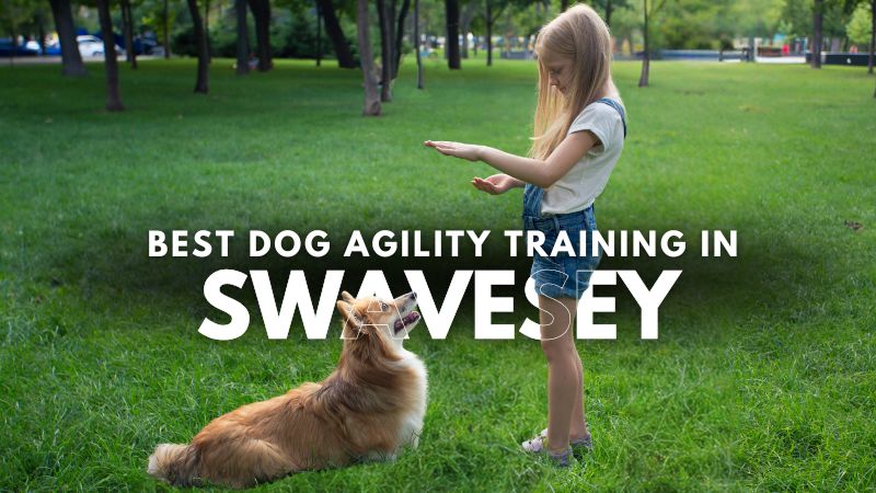 Best Dog Agility Training in Swavesey