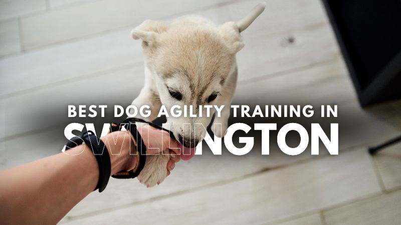 Best Dog Agility Training in Swillington