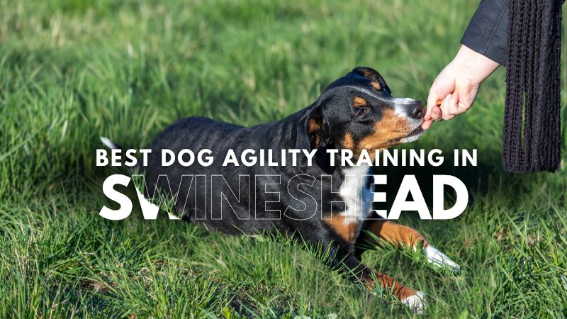 Best Dog Agility Training in Swineshead