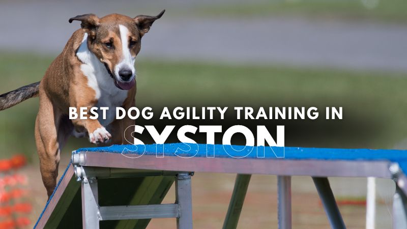 Best Dog Agility Training in Syston