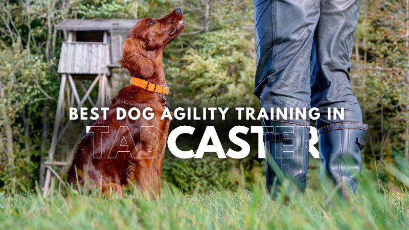 Best Dog Agility Training in Tadcaster