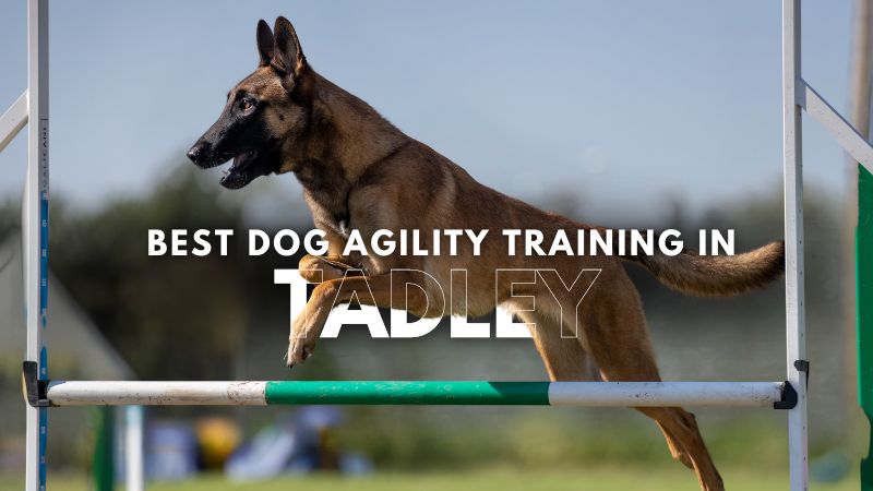Best Dog Agility Training in Tadley