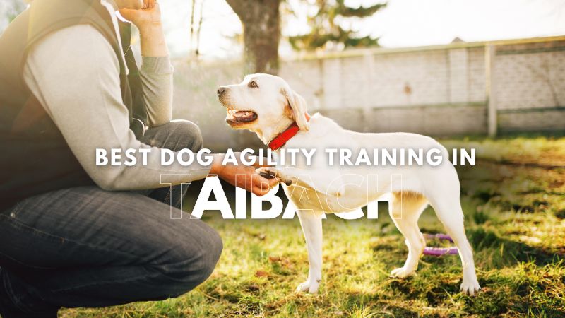 Best Dog Agility Training in Taibach