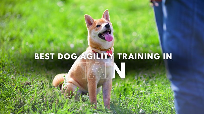 Best Dog Agility Training in Tain