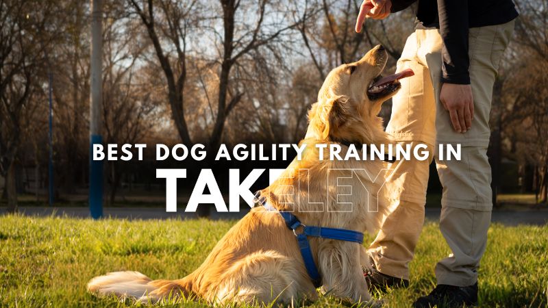 Best Dog Agility Training in Takeley