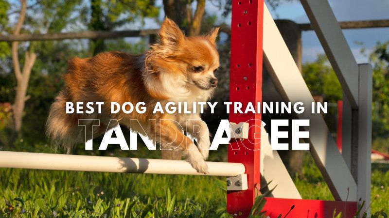 Best Dog Agility Training in Tandragee