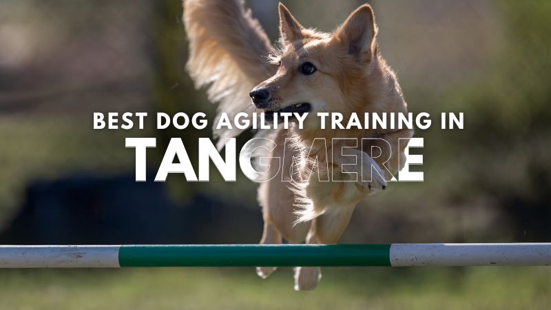 Best Dog Agility Training in Tangmere