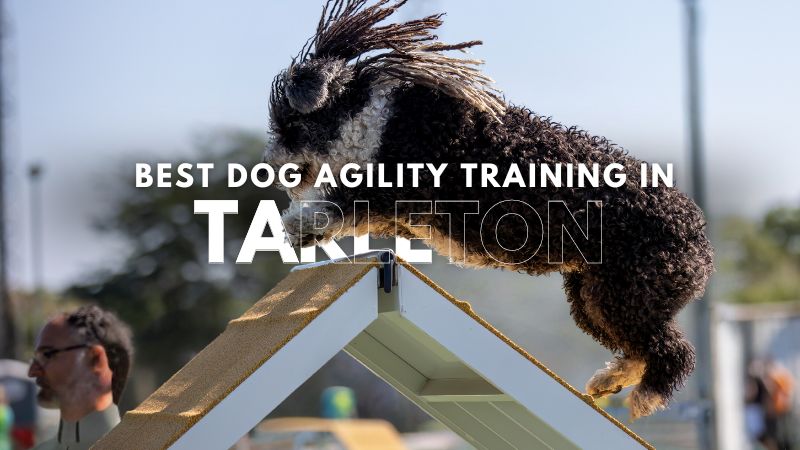 Best Dog Agility Training in Tarleton