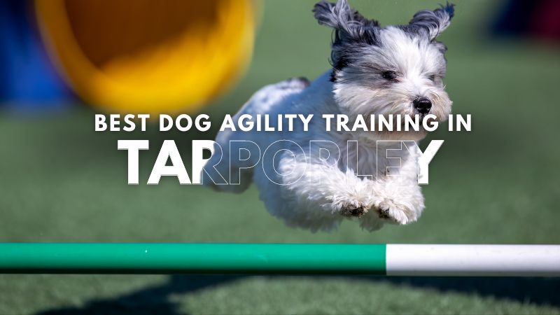 Best Dog Agility Training in Tarporley