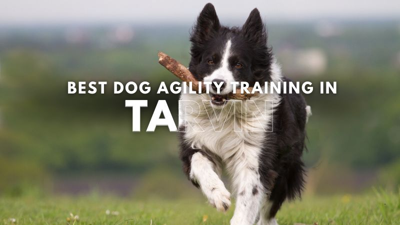 Best Dog Agility Training in Tarvin