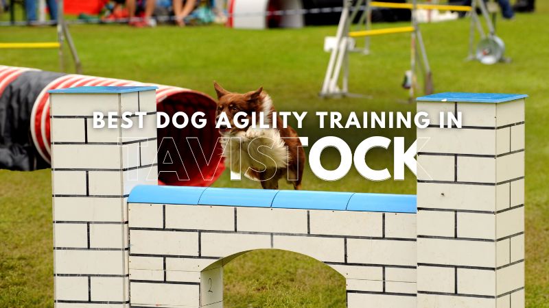 Best Dog Agility Training in Tavistock