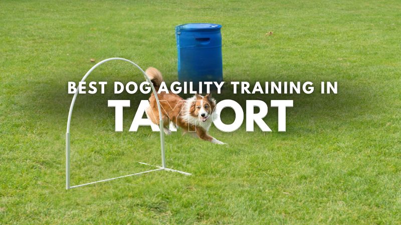 Best Dog Agility Training in Tayport