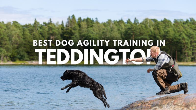 Best Dog Agility Training in Teddington