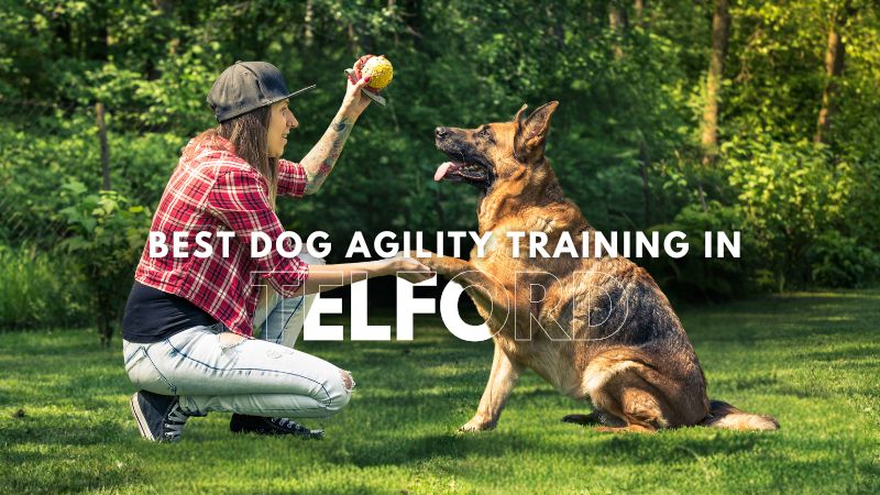 Best Dog Agility Training in Telford