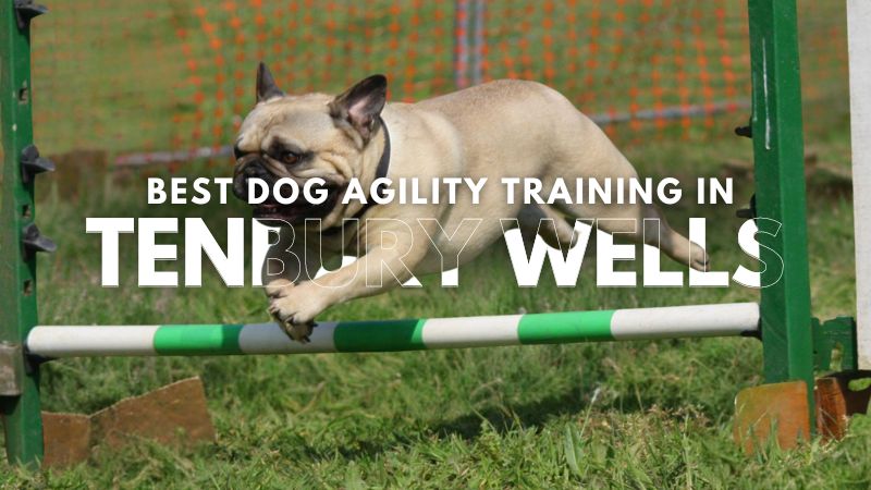 Best Dog Agility Training in Tenbury Wells