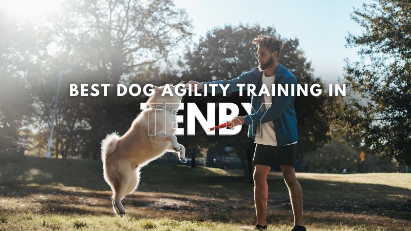 Best Dog Agility Training in Tenby