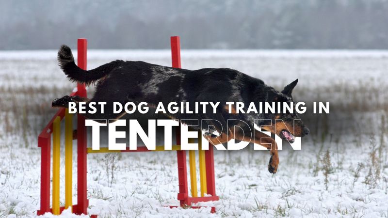 Best Dog Agility Training in Tenterden