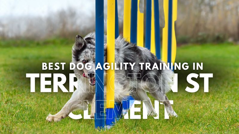 Best Dog Agility Training in Terrington St Clement