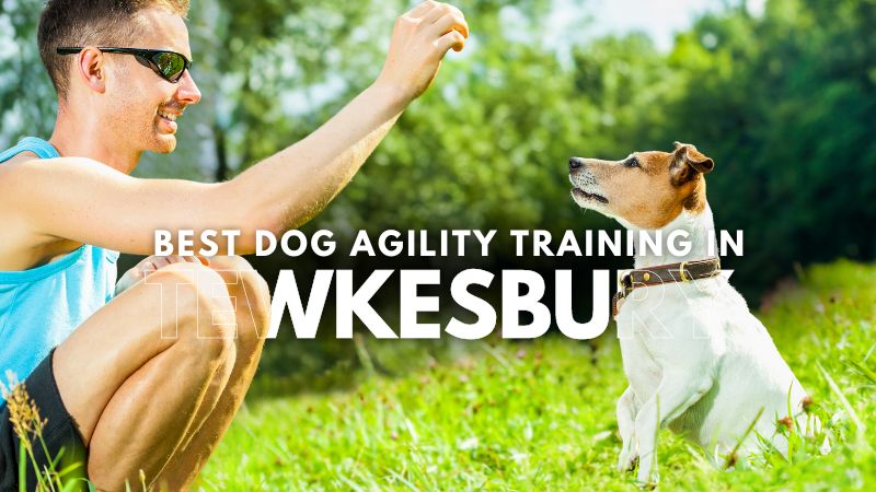 Best Dog Agility Training in Tewkesbury