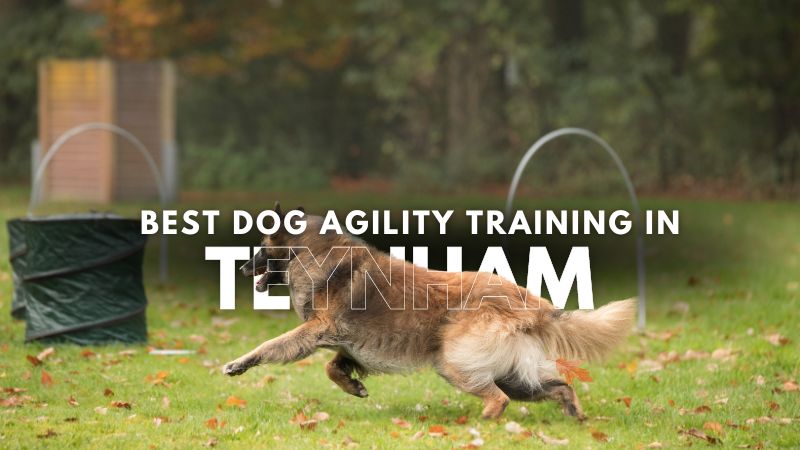 Best Dog Agility Training in Teynham