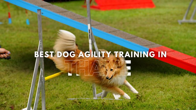 Best Dog Agility Training in Thame