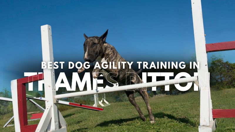 Best Dog Agility Training in Thames Ditton