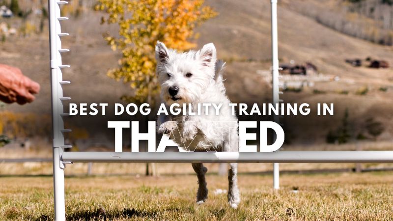 Best Dog Agility Training in Thaxted