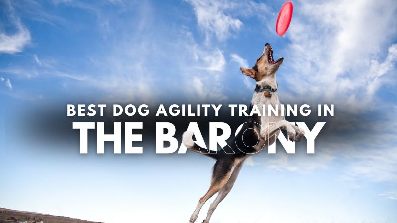 Best Dog Agility Training in The Barony