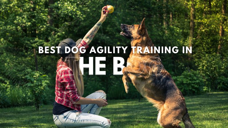 Best Dog Agility Training in The Bog