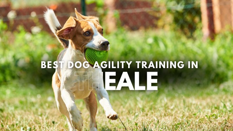 Best Dog Agility Training in Theale