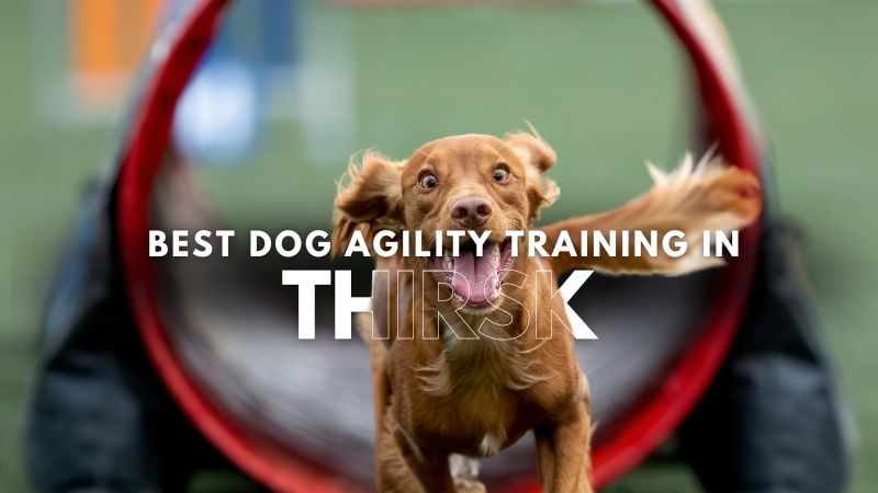 Best Dog Agility Training in Thirsk