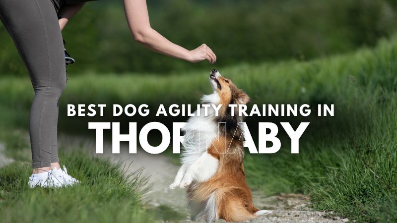 Best Dog Agility Training in Thornaby