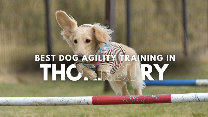 Best Dog Agility Training in Thornbury