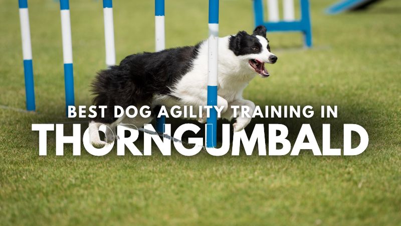 Best Dog Agility Training in Thorngumbald