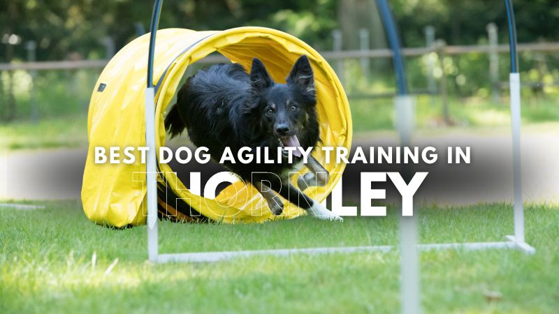 Best Dog Agility Training in Thornley