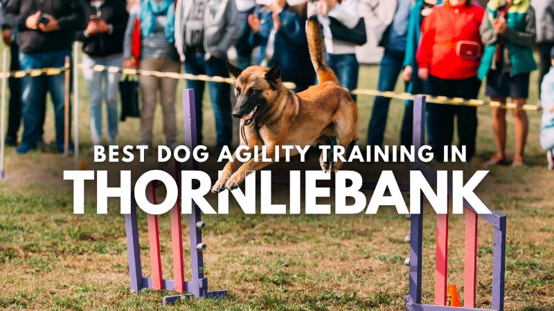 Best Dog Agility Training in Thornliebank