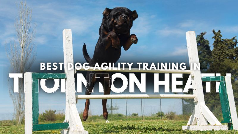 Best Dog Agility Training in Thornton Heath