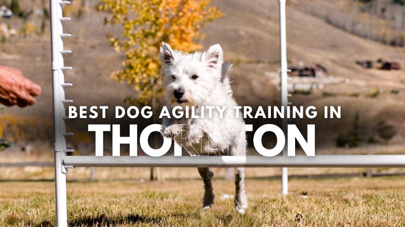 Best Dog Agility Training in Thornton