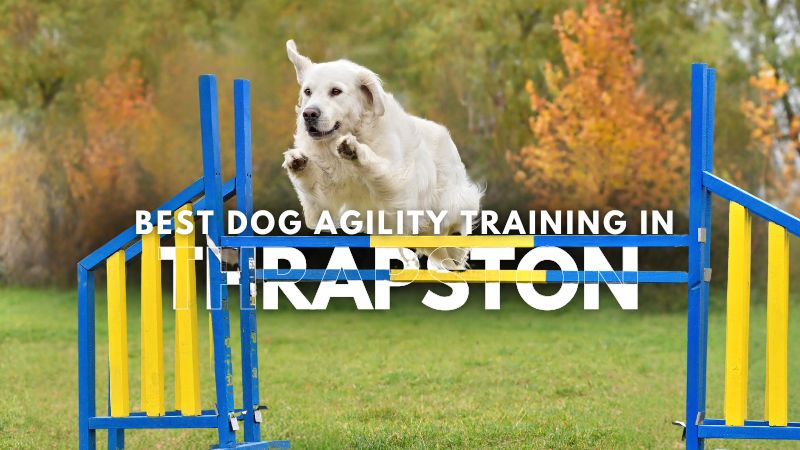 Best Dog Agility Training in Thrapston